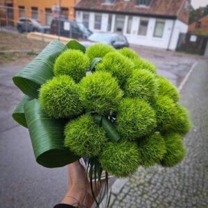 Di Barb green gvazdikai stikliniame inde